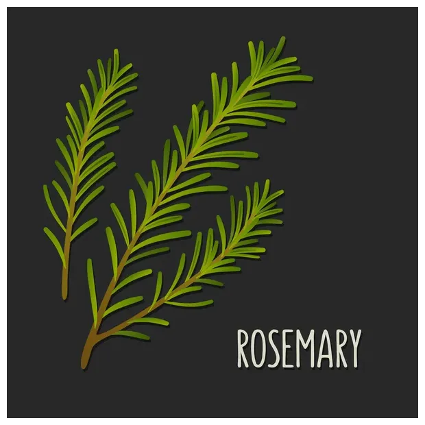 176 rosemary sprig vector s deposit s