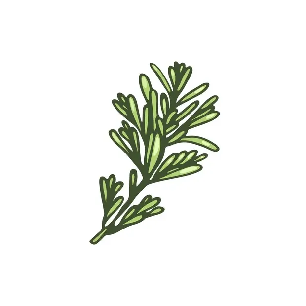 ᐈ fresh rosemary stock illustrations, rosemary sprig printable coloring page