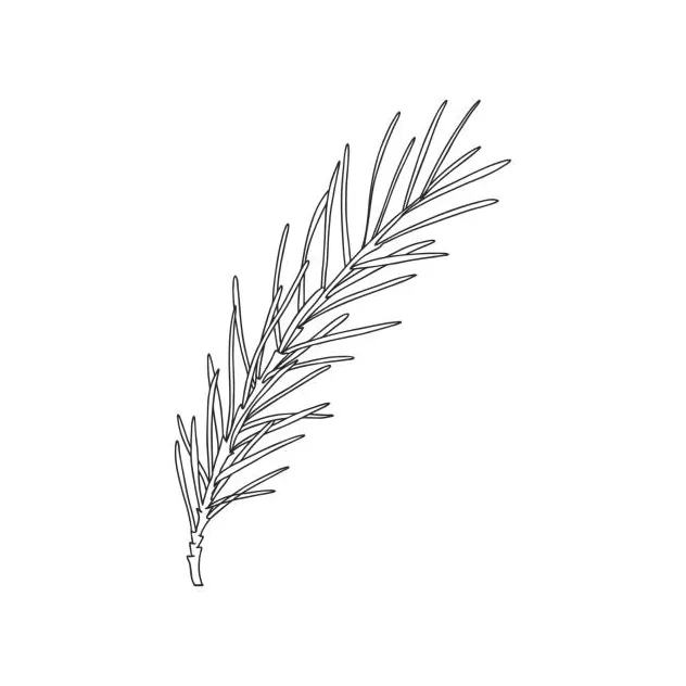 1,200+ sprig rosemary illustrations, royalty-free vector graphics printable coloring page