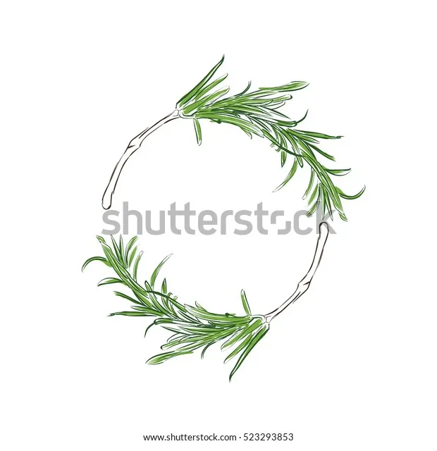 Vector illustration fresh rosemary sprig sketch stock vector royalty