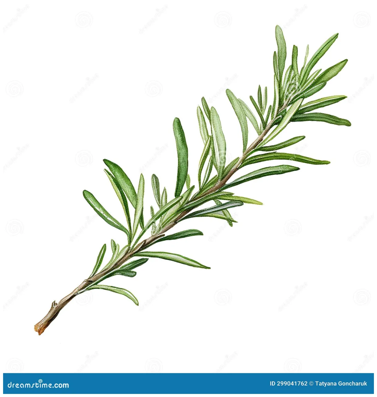 Sprig of rosemary realistic watercolor drawing stock illustration