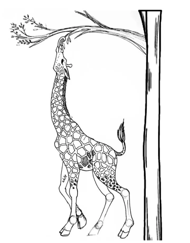 Safari Coloring Pages (Free Printable PDF)