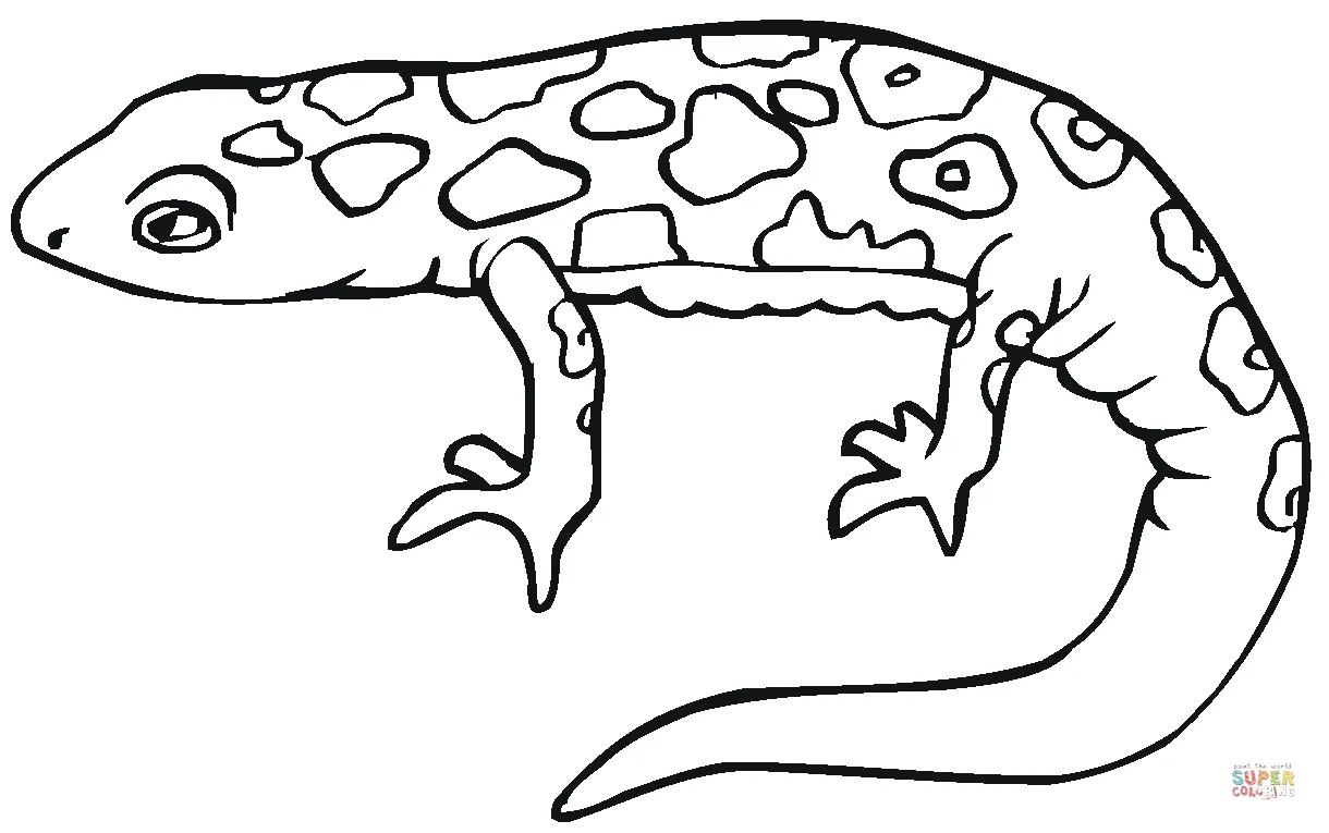 Salamander 8 coloring page | Free Printable Coloring Pages