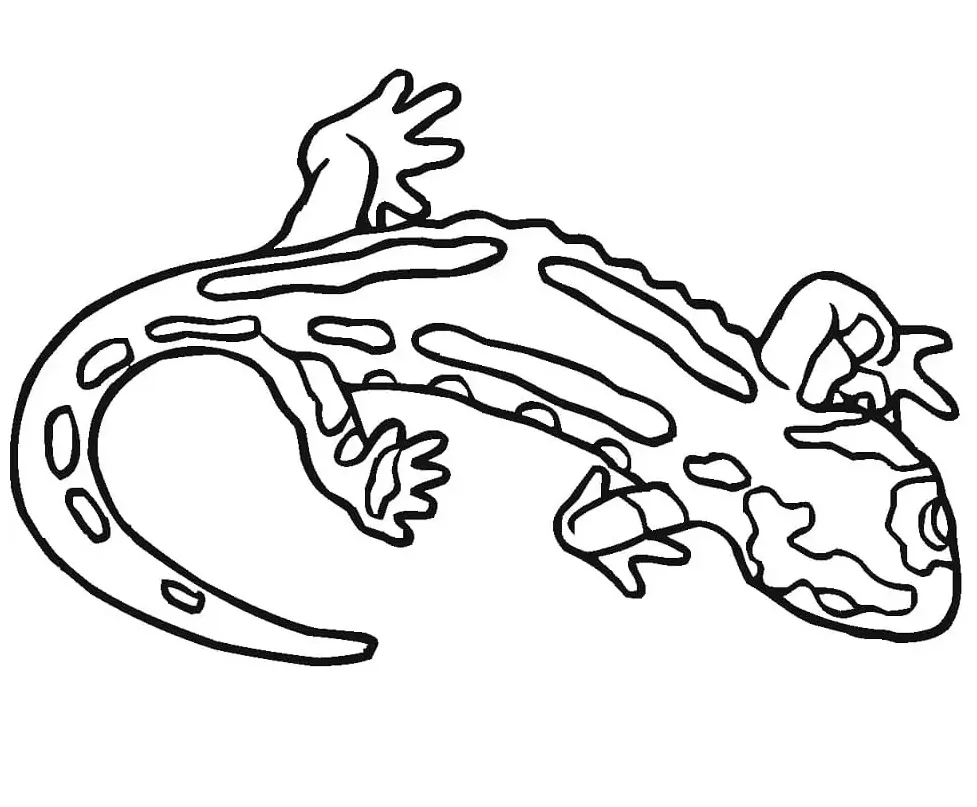 Salamander 3 Coloring Page - Free Printable Coloring Pages for Kids