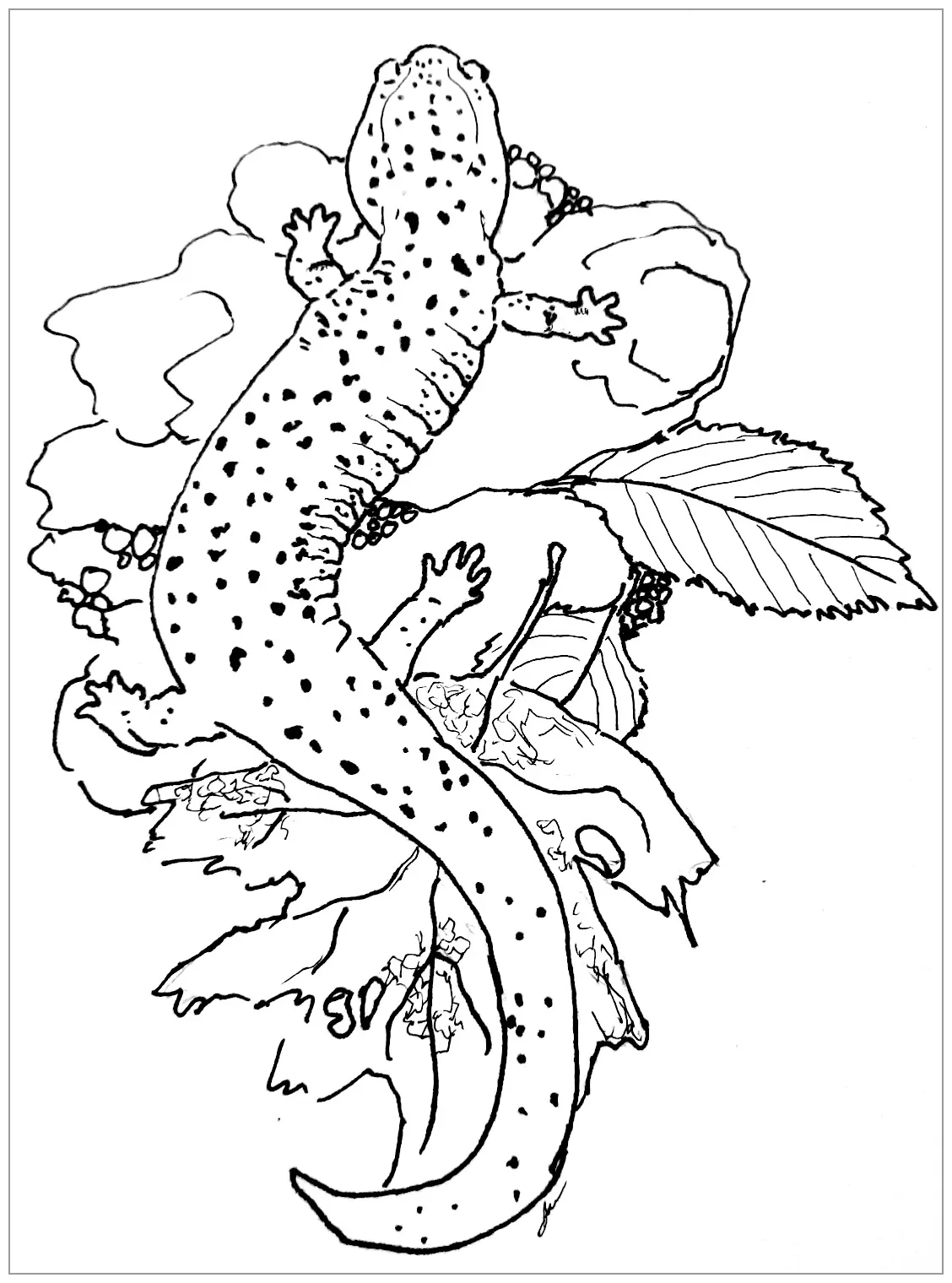 Salamander Coloring Pages - ColoringBay