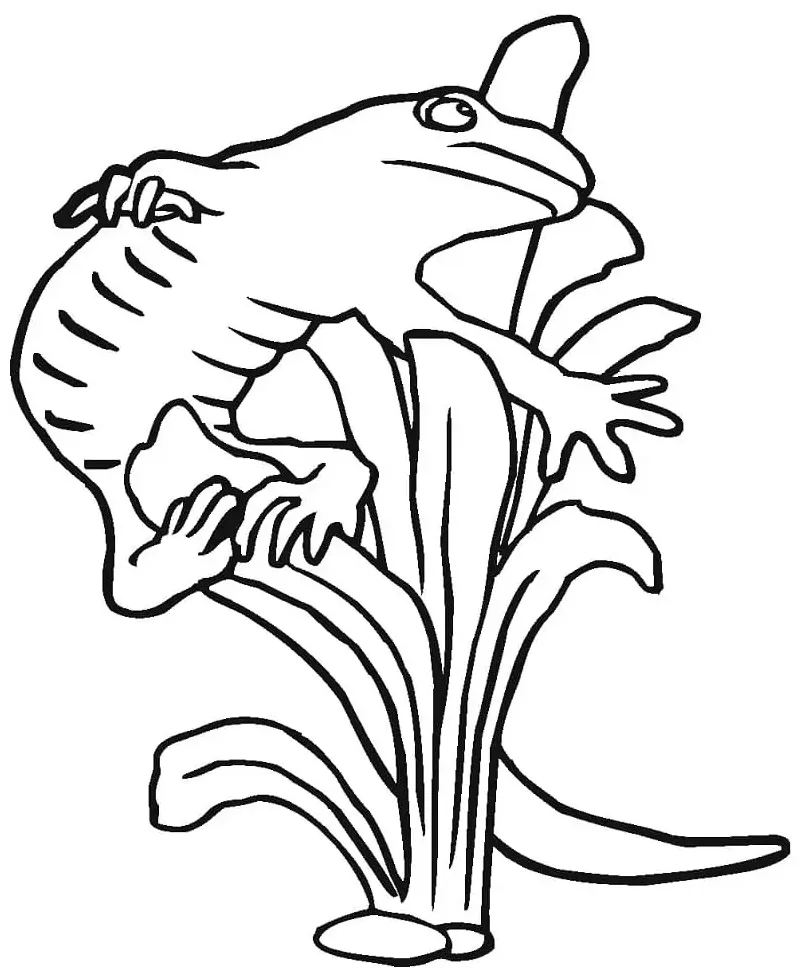 Salamander 3 Coloring Page - Free Printable Coloring Pages for Kids