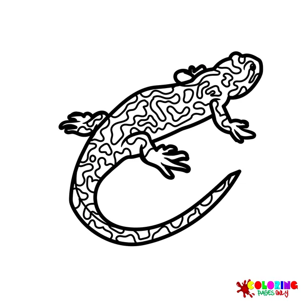 20+ Salamander Coloring Pages - Free Printable PDF & Online Coloring