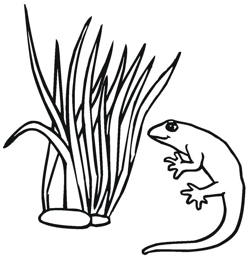 One Salamander Coloring Page - Free Printable Coloring Pages for Kids