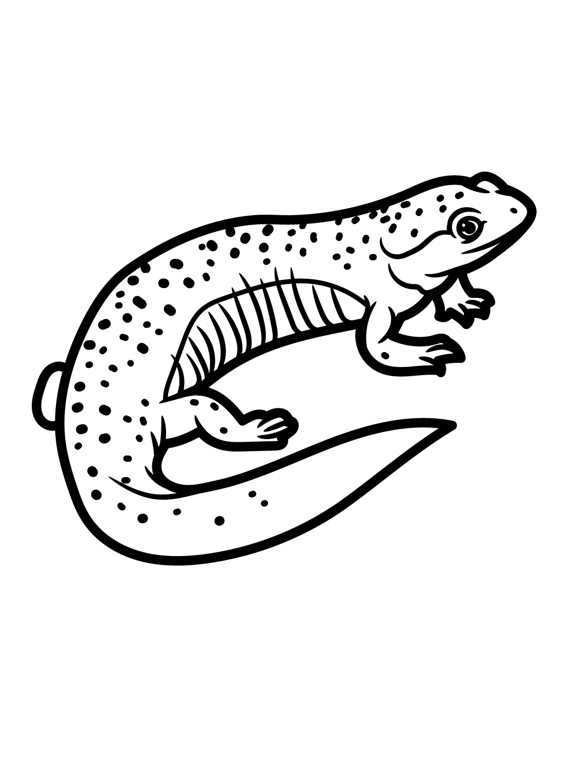 Salamander Coloring Page Printable