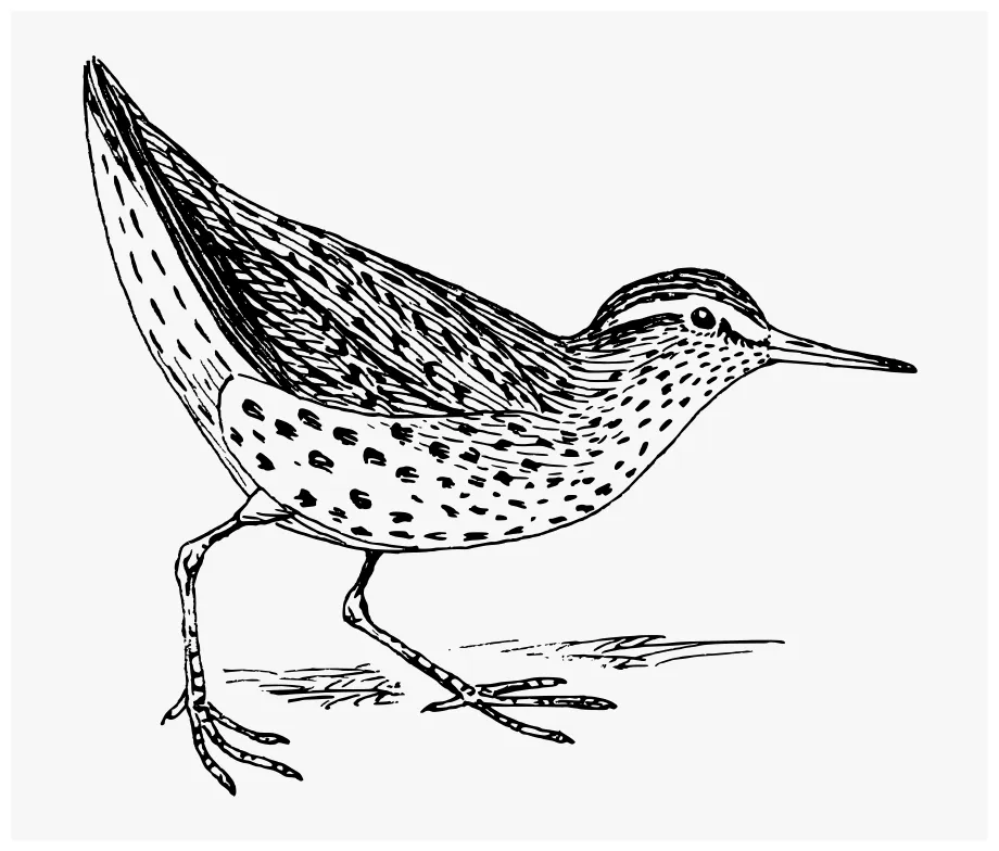 Sandpiper - Spotted Sandpiper Coloring Page , Free Transparent Clipart