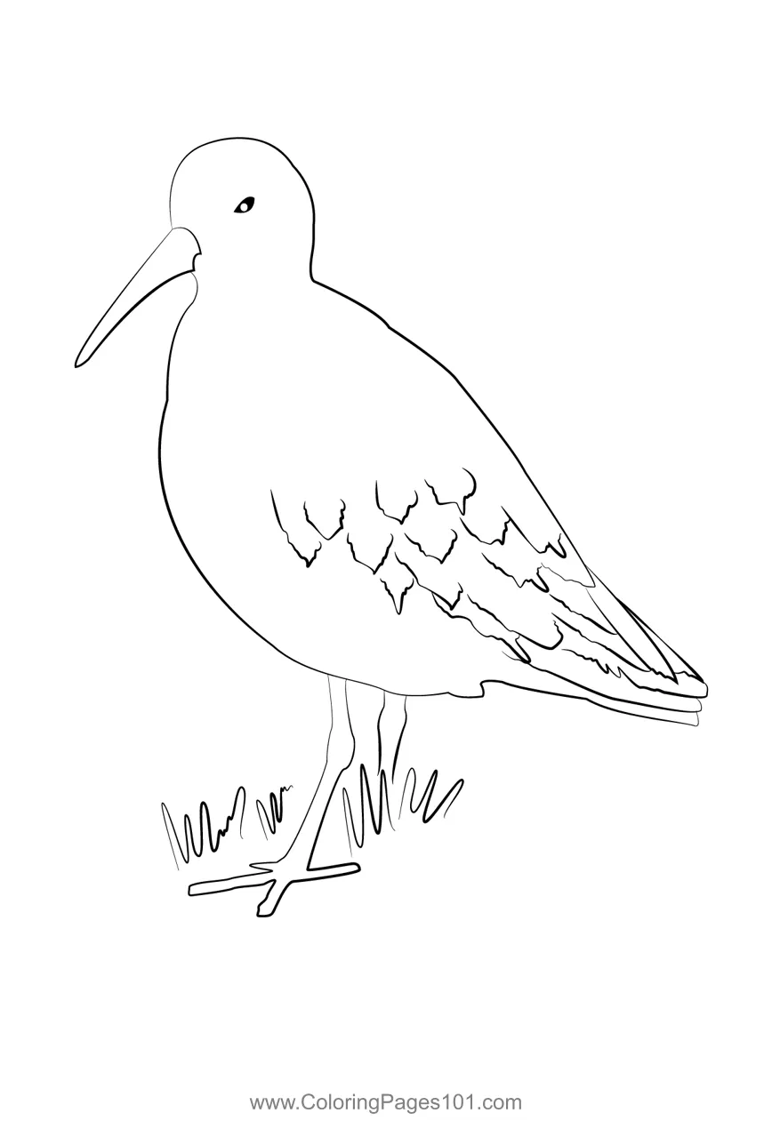 Curlew sandpiper 6 coloring page for kids free sandpipers printable