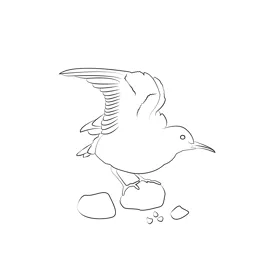 Curlew Sandpiper 6 Coloring Page for Kids - Free Sandpipers Printable