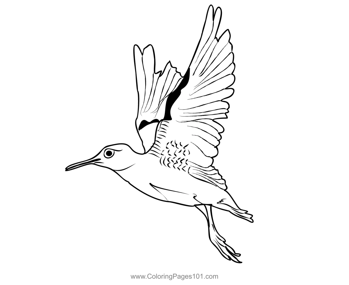 Green Sandpiper 4 Coloring Page for Kids - Free Sandpipers Printable