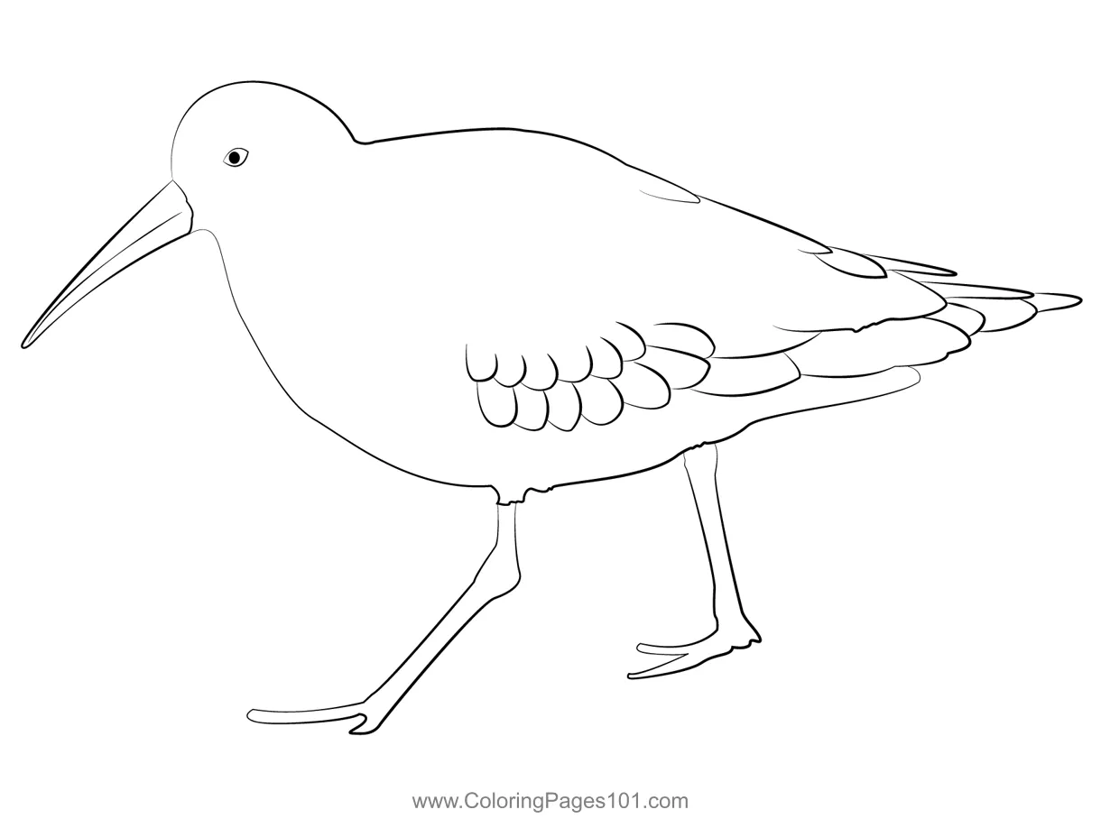 Curlew sandpiper 3 coloring page for kids free sandpipers printable