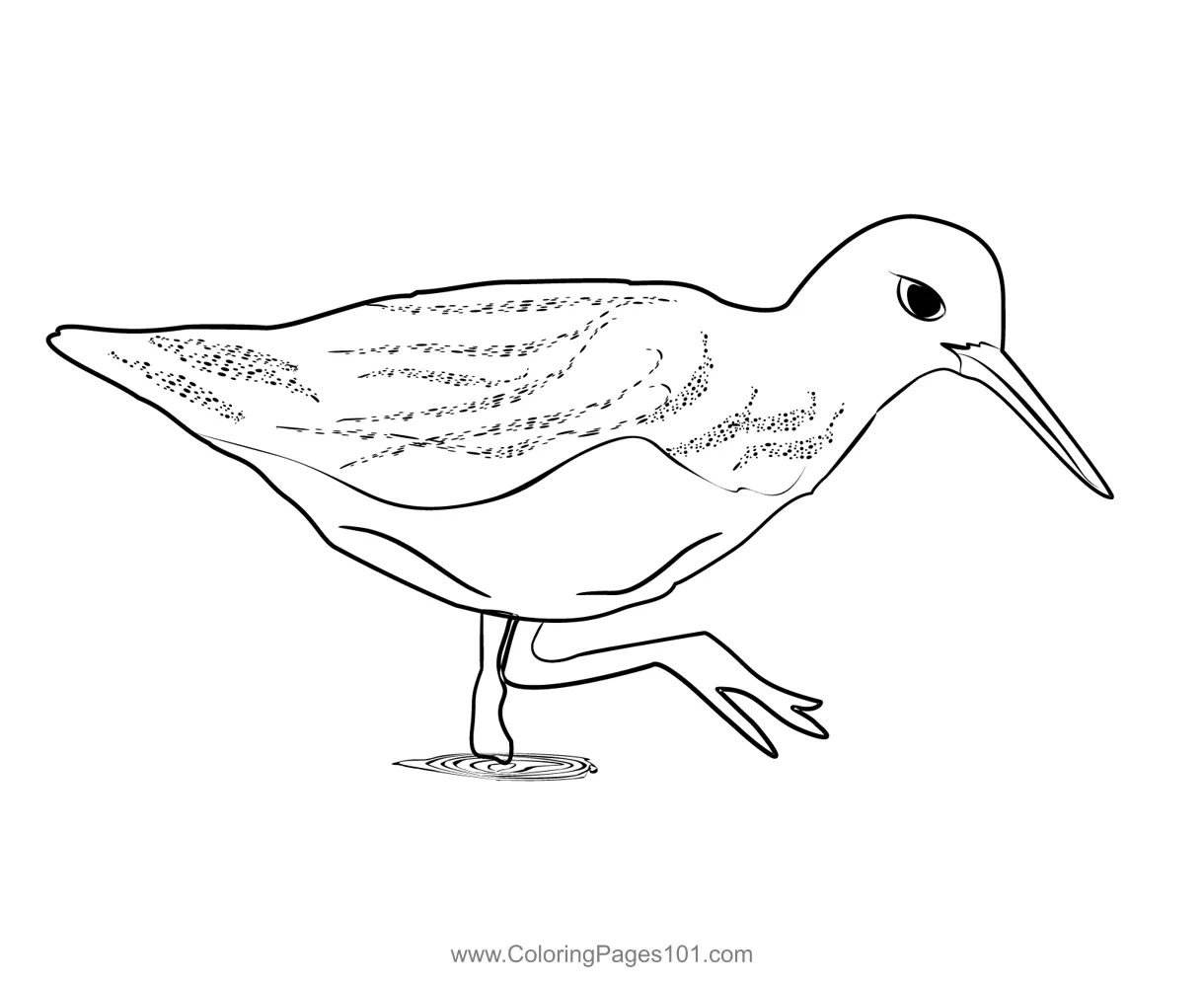 Green sandpiper 1 coloring page for kids free sandpipers printable