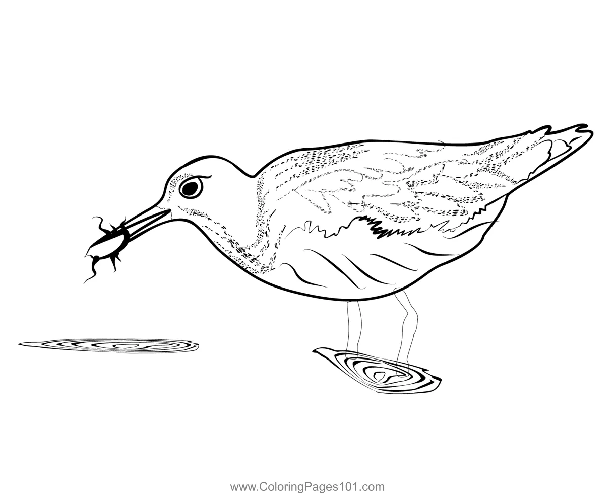 Green Sandpiper 2 Coloring Page for Kids - Free Sandpipers Printable