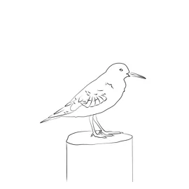Curlew sandpiper 4 coloring page for kids free sandpipers printable