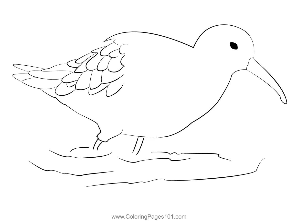 Curlew sandpiper 1 coloring page for kids free sandpipers printable