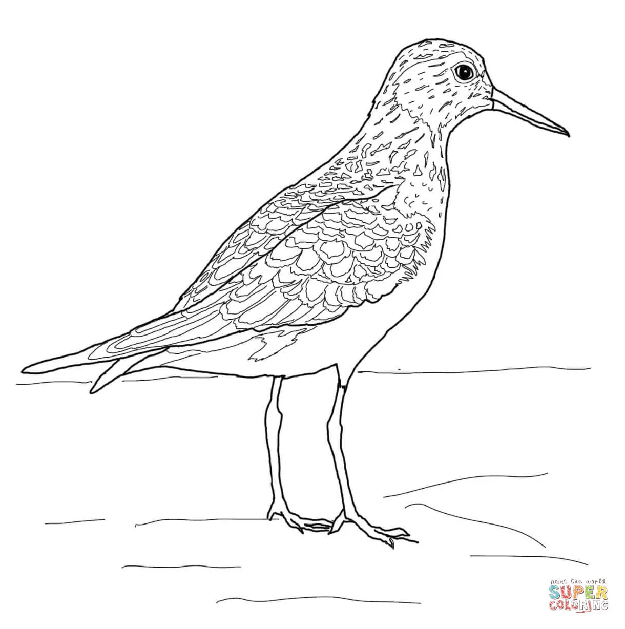 Baird's Sandpiper coloring page | Free Printable Coloring Pages