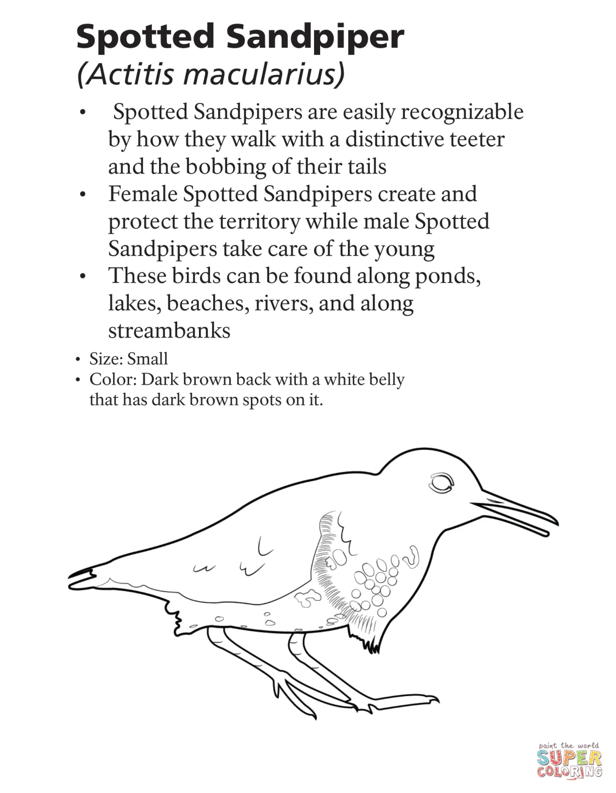 Spotted sandpiper actitis macularius coloring page free printable