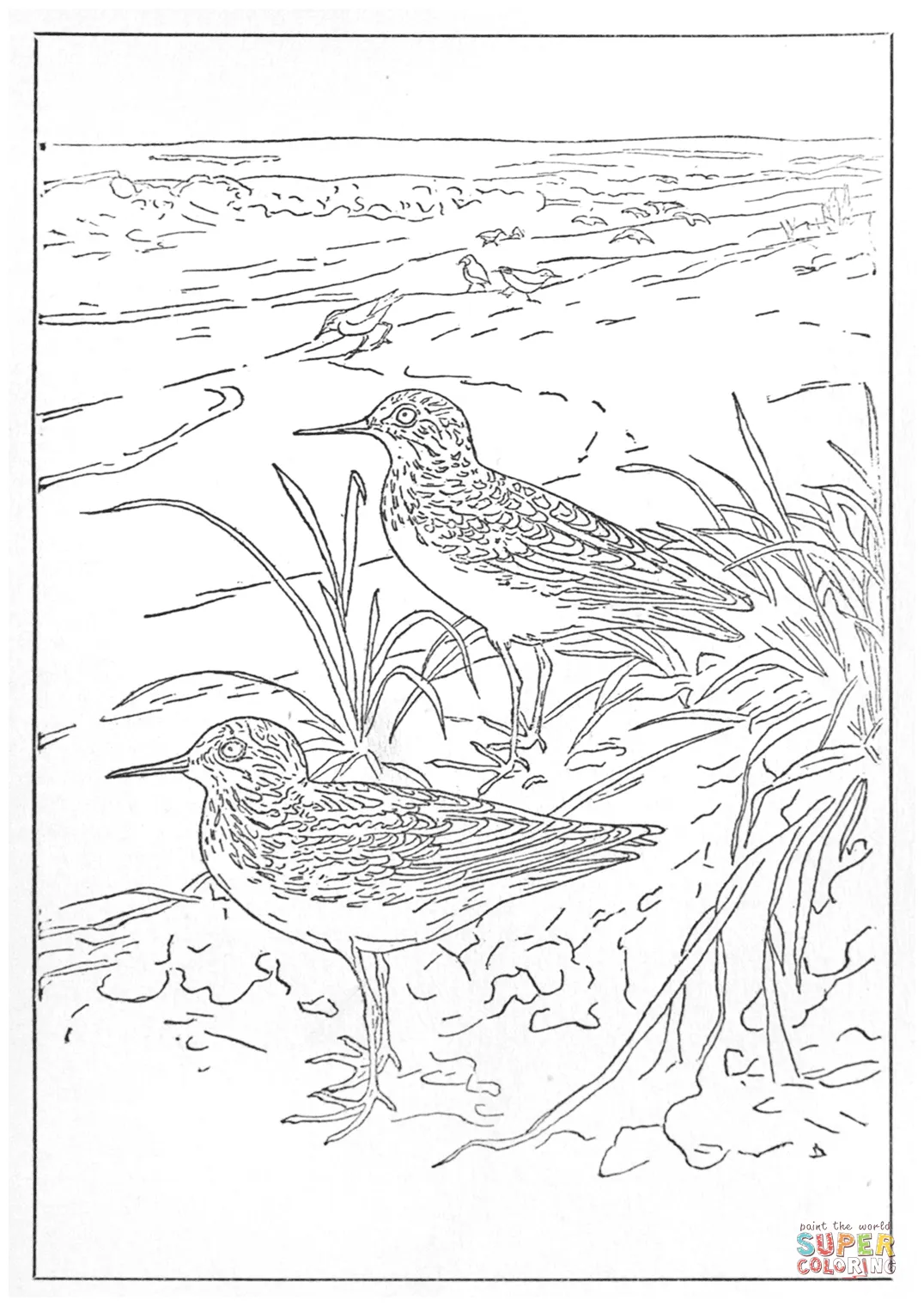 Least Sandpiper and Semipalmated Sandpiper coloring page | Free