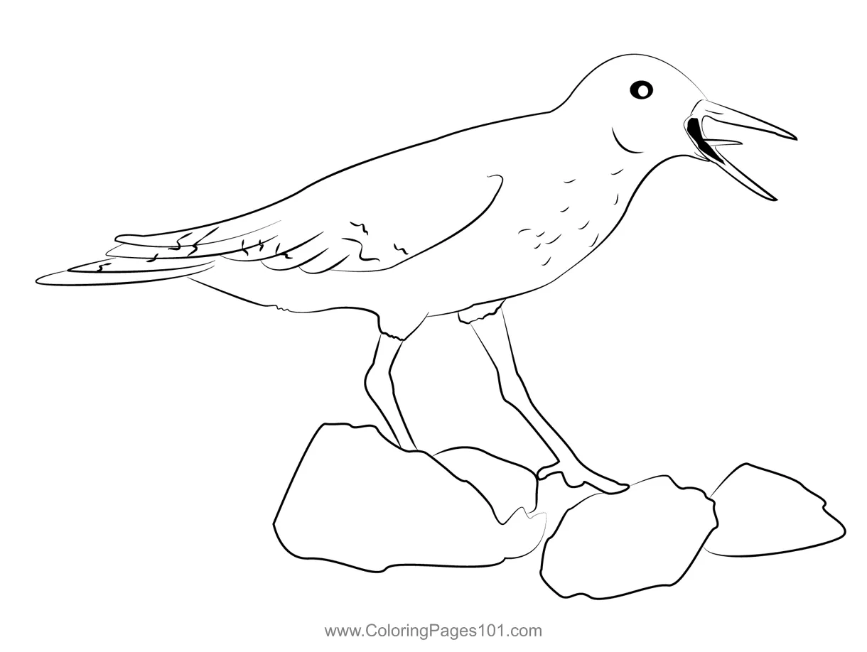 Common sandpiper 1 coloring page for kids free sandpipers printable