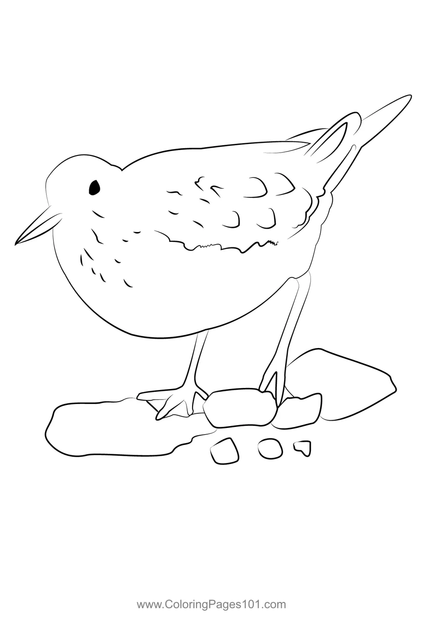 Common sandpiper 3 coloring page for kids free sandpipers printable
