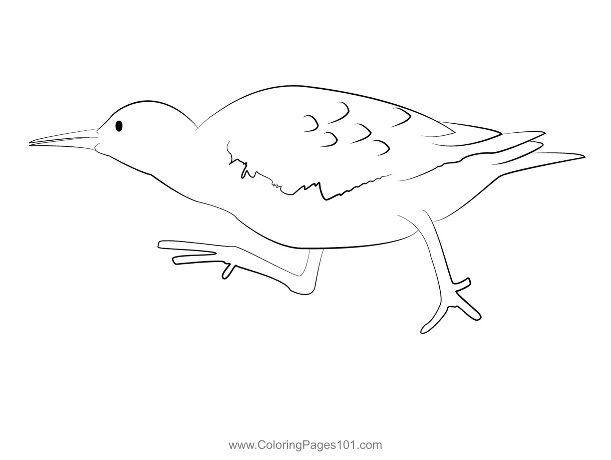 Common sandpiper 8 coloring page for kids free sandpipers printable