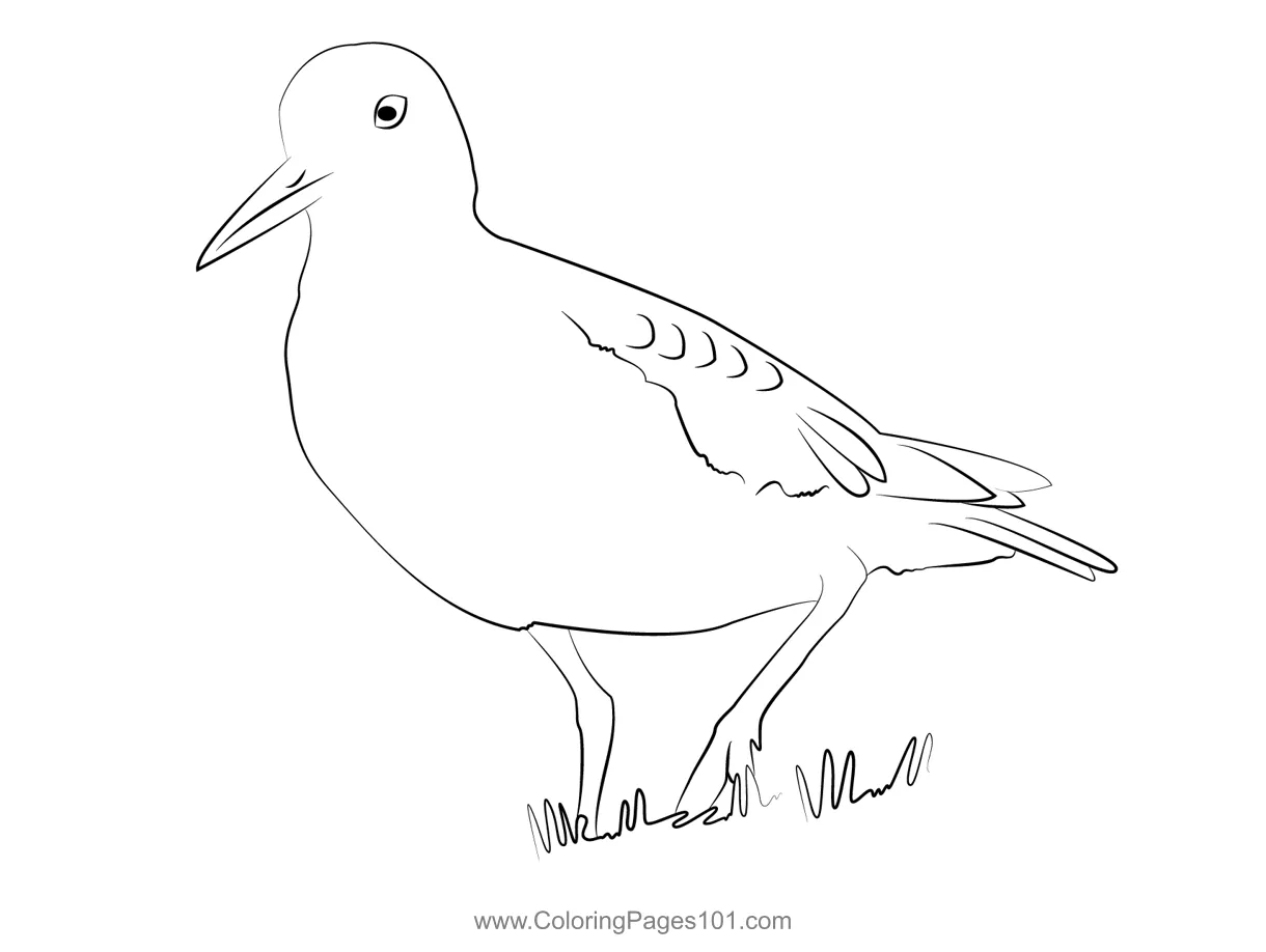Common Sandpiper 5 Coloring Page for Kids - Free Sandpipers Printable