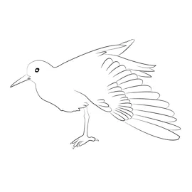 Common sandpiper 5 coloring page for kids free sandpipers printable printable coloring page
