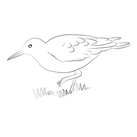Common sandpiper 5 coloring page for kids free sandpipers printable