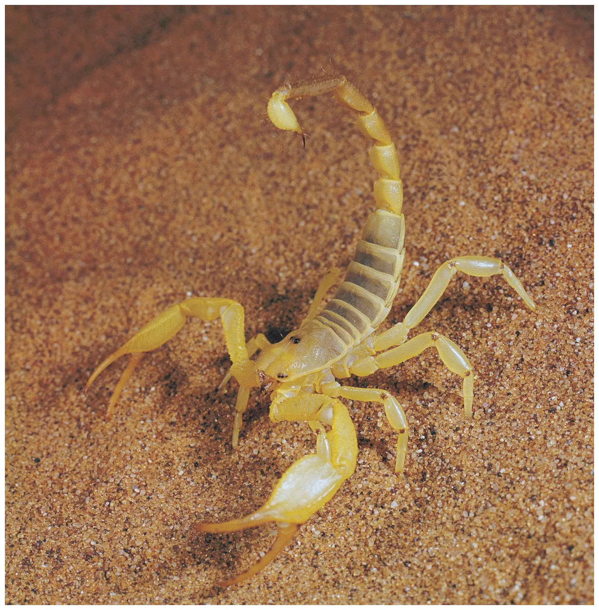Scorpion anatomy, behavior, venom britannica