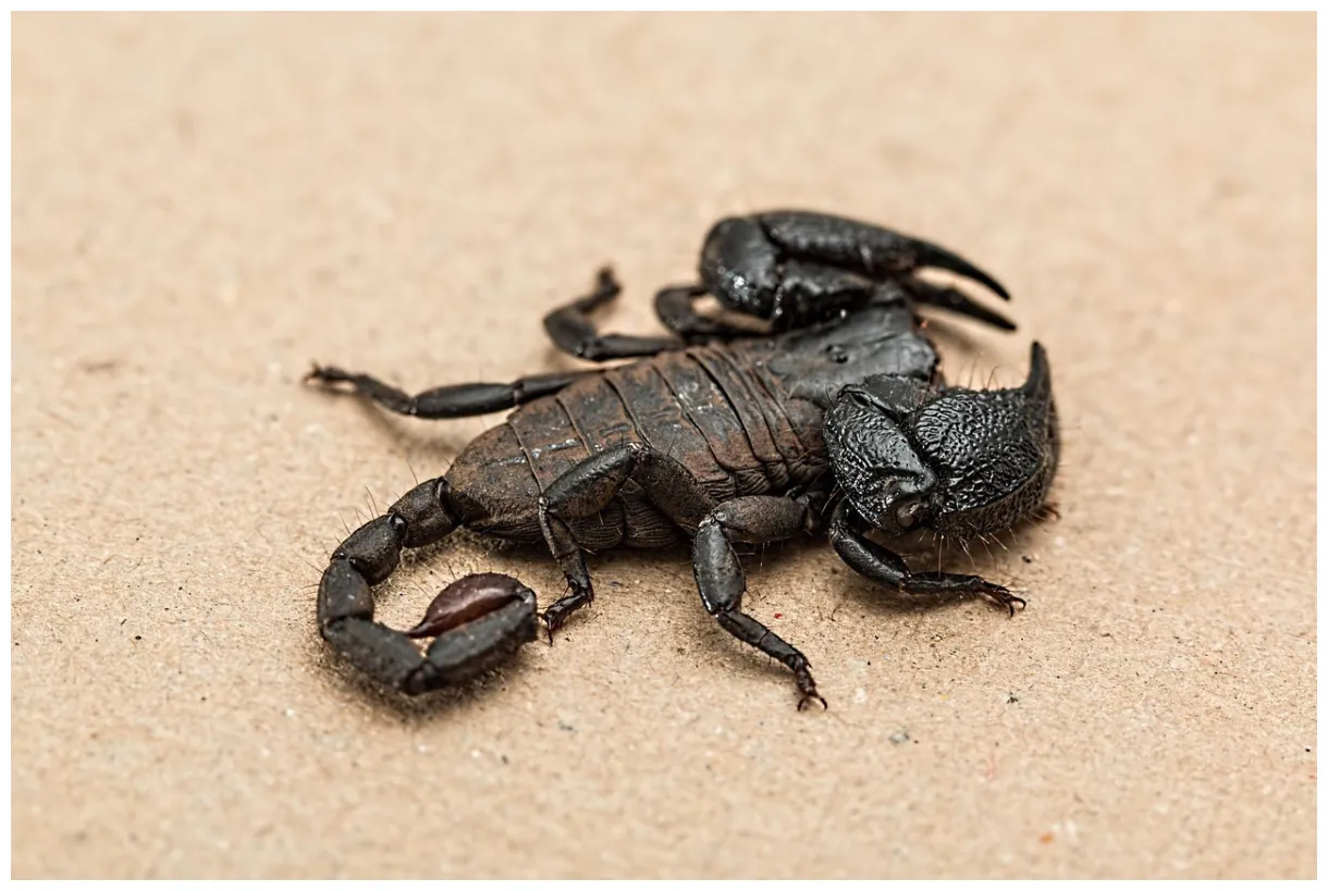 Scorpion arachnid