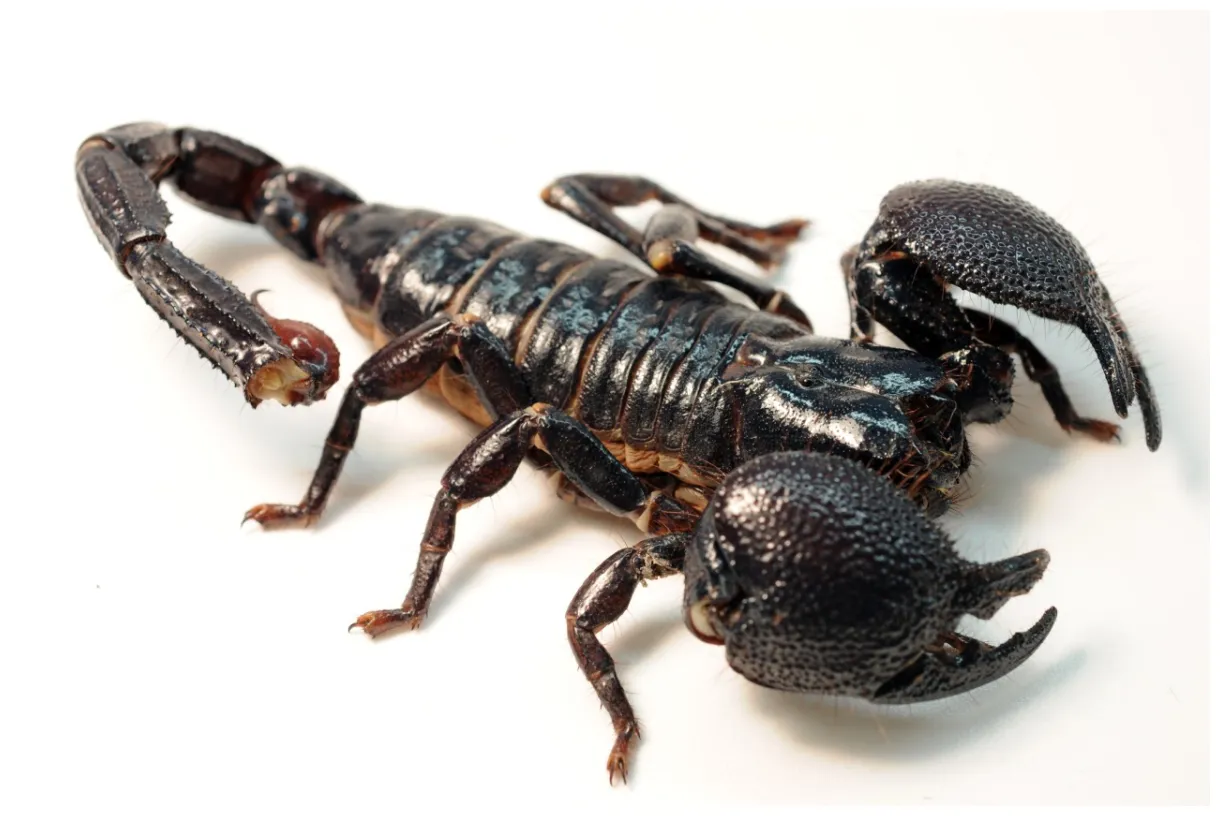 Emperor scorpion face