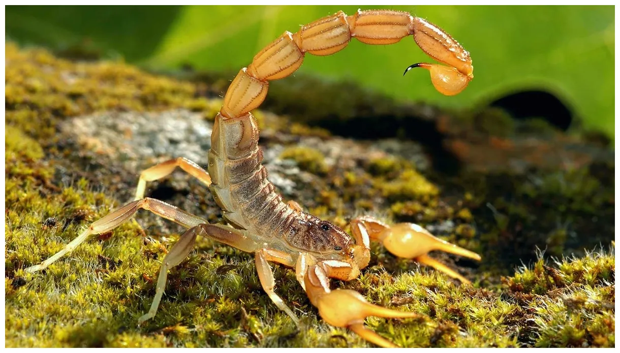 Scorpion