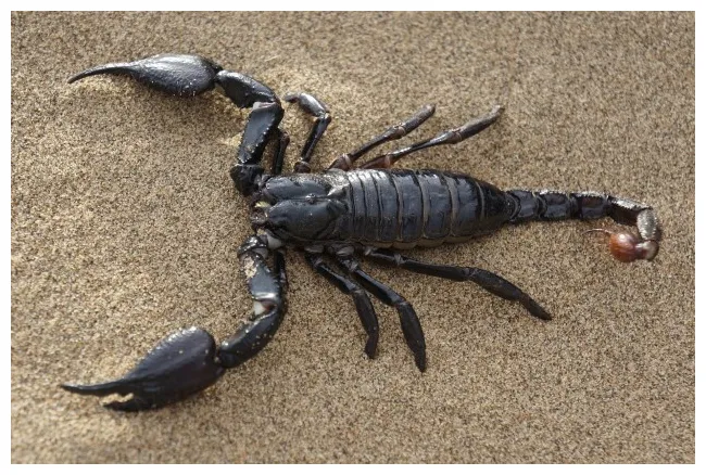 What is a scorpion? life cycle of a scorpion twinkl