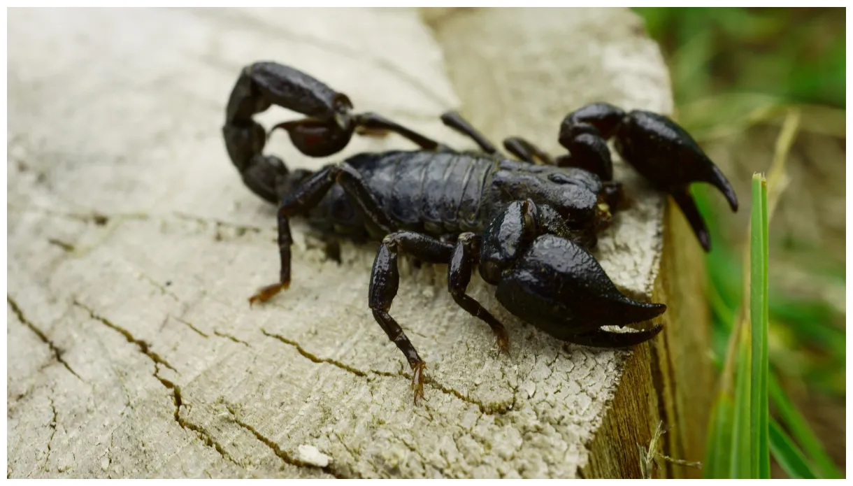 Tropical rainforest scorpion
