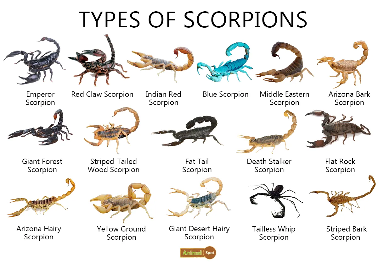 Scorpion facts, types, diet, reproduction, classification, pictures