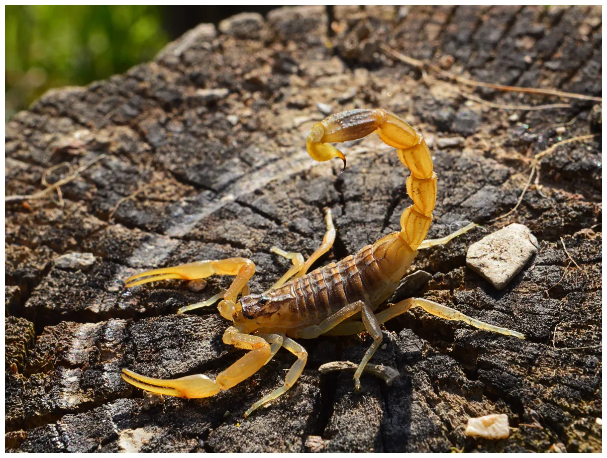 Scorpion printable coloring page