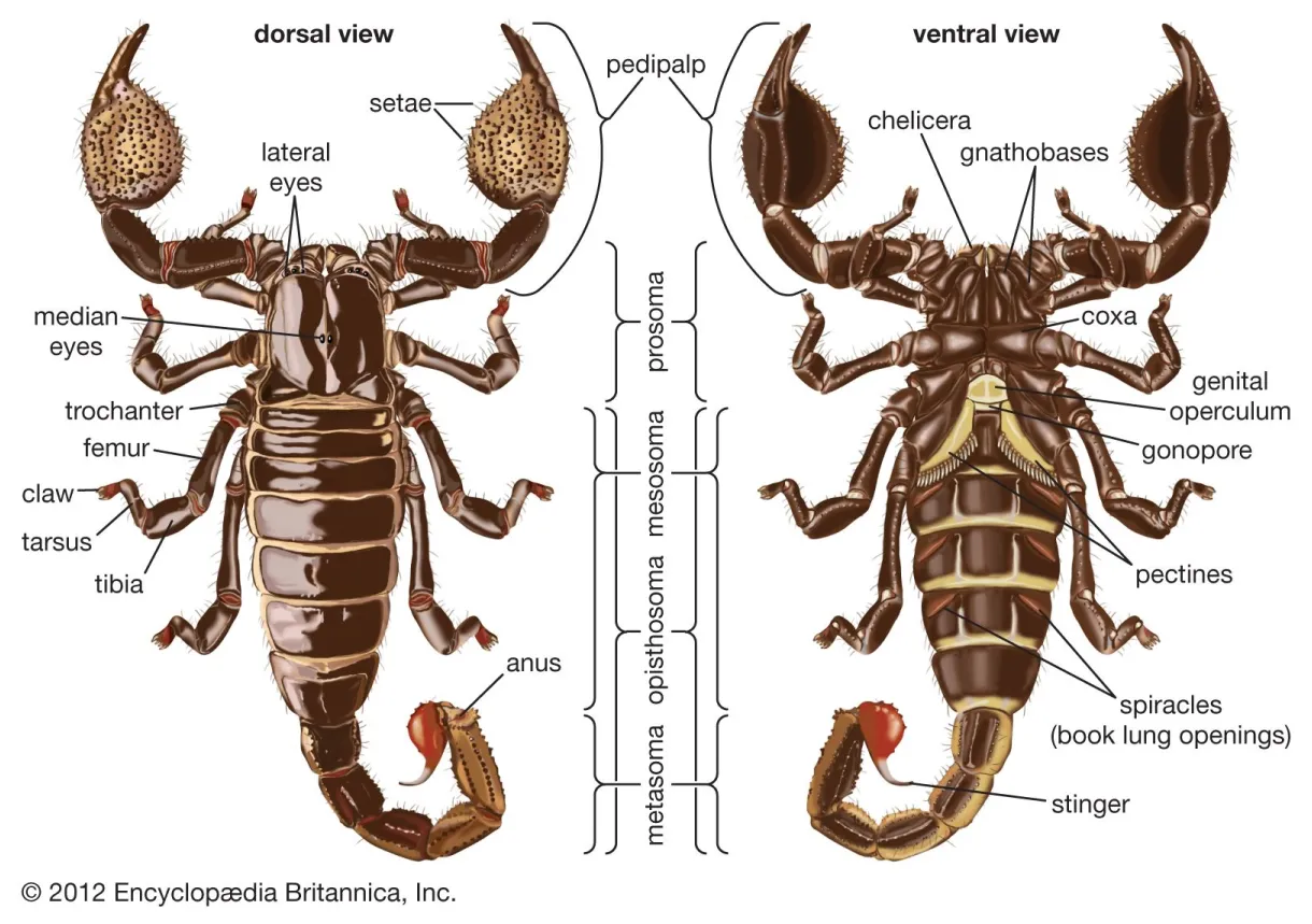 Scorpion venoms, toxins, effects britannica