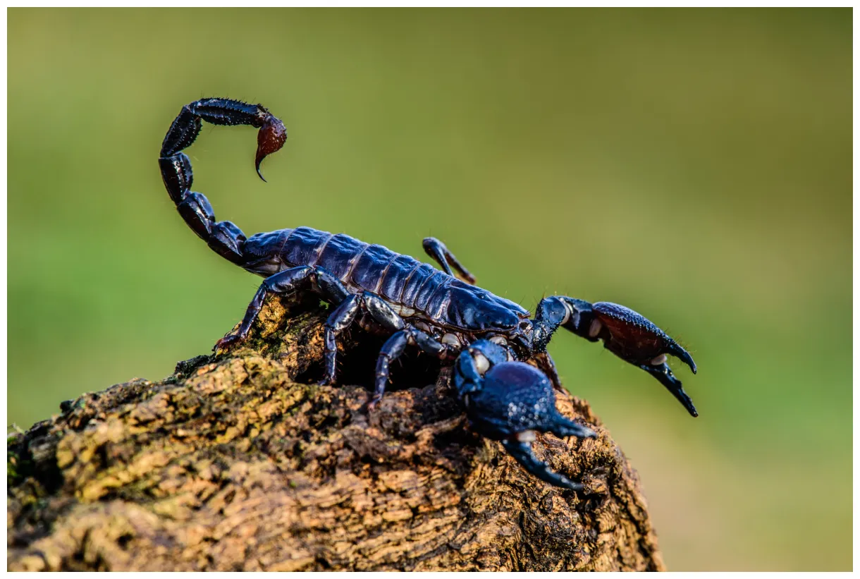 Emperor Scorpion – The Lawrence Hall of Science