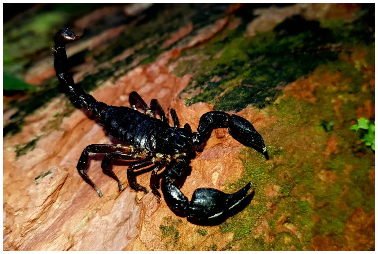 Emperor scorpion stinger printable coloring page