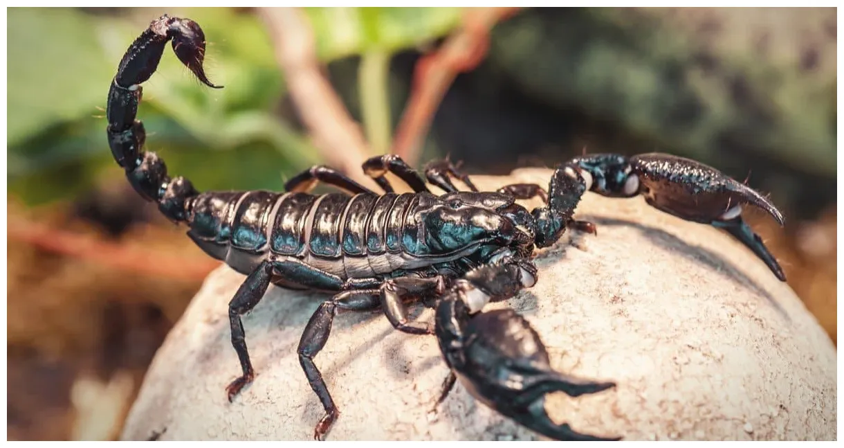Scorpion pictures az animals