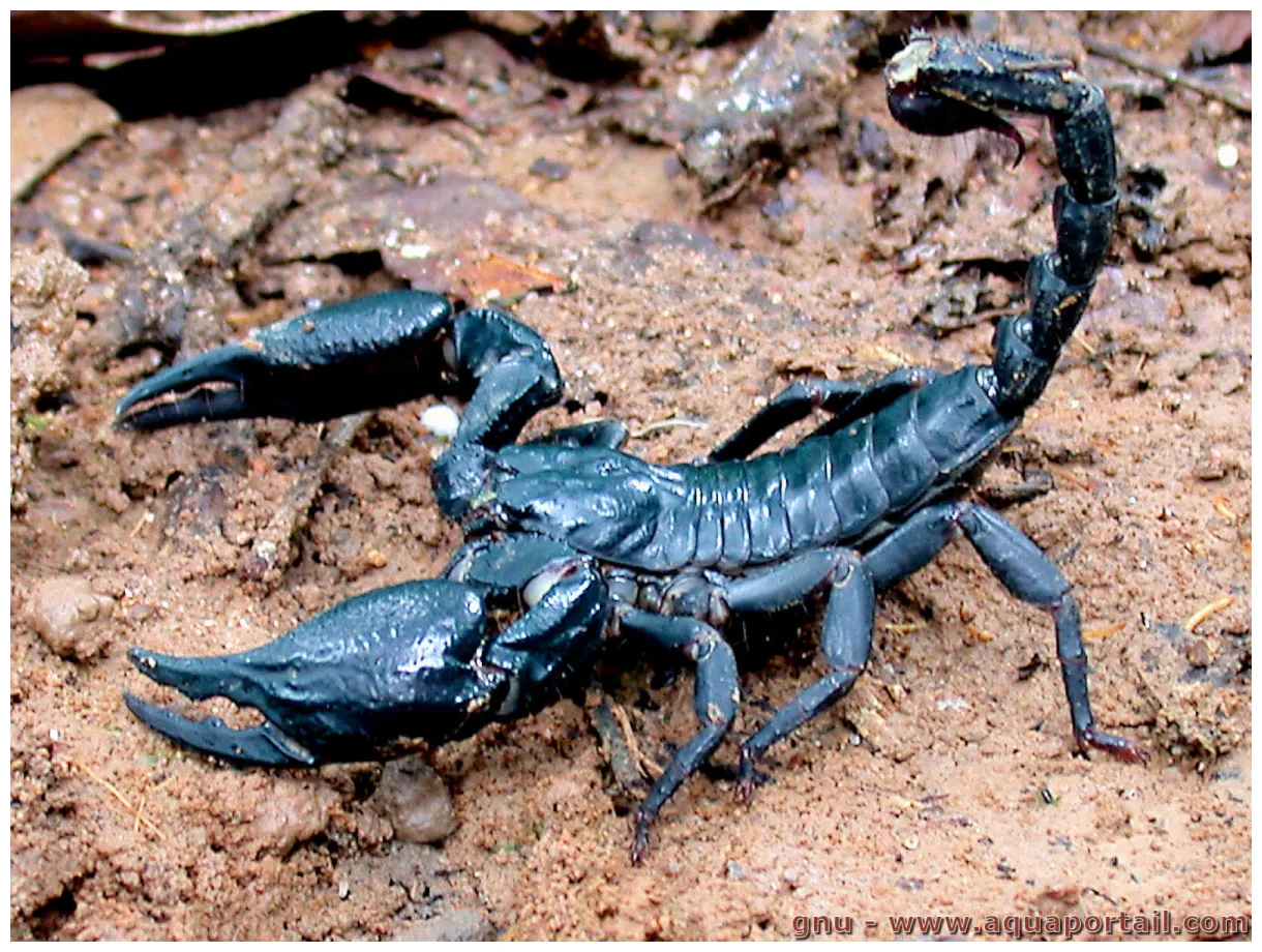 Scorpion : définition et explications