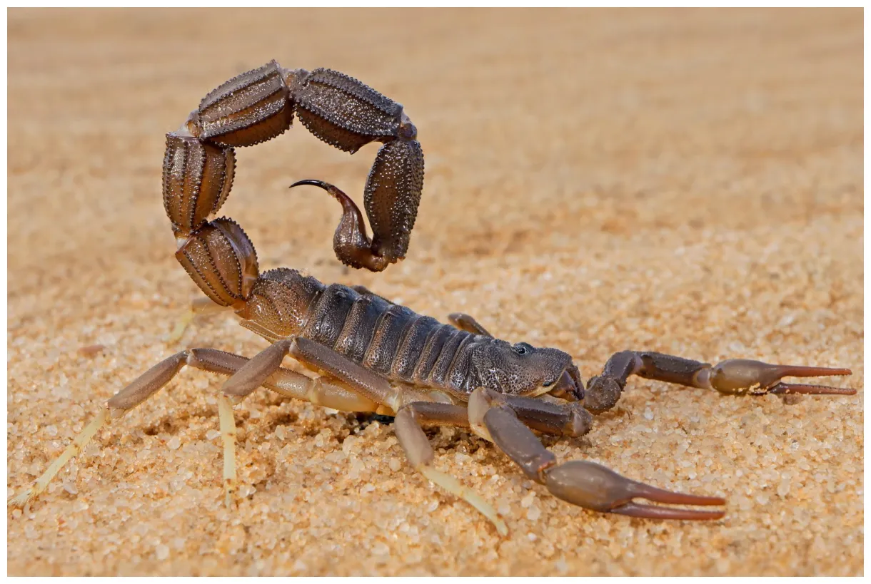 2 scorpion species found in oregon! w/pics bird watching hq