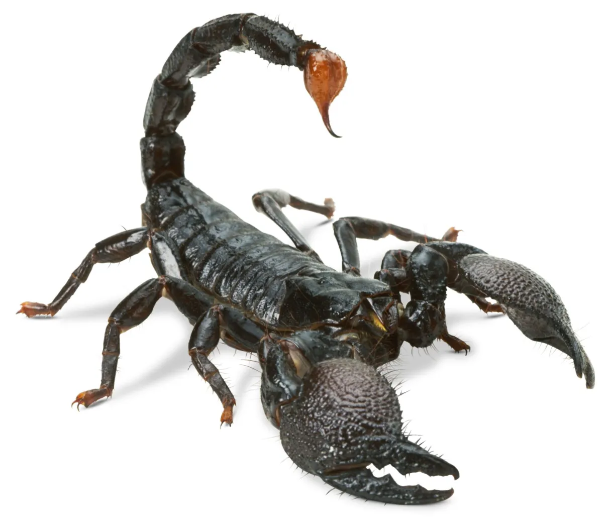 Scorpion Facts | Scorpion Information | DK Find Out
