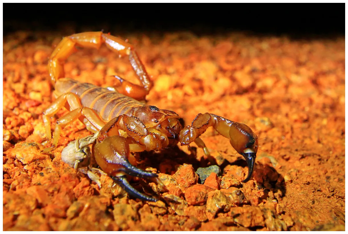 Scorpions australian geographic
