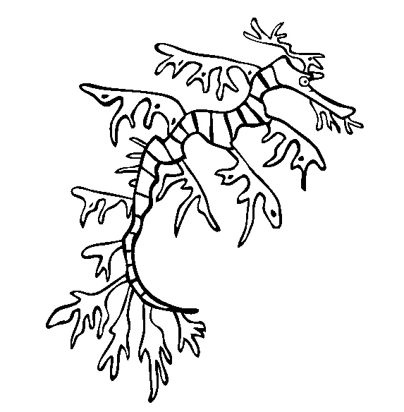 Sea Dragon coloring page - Animals Town - animals color sheet - Sea