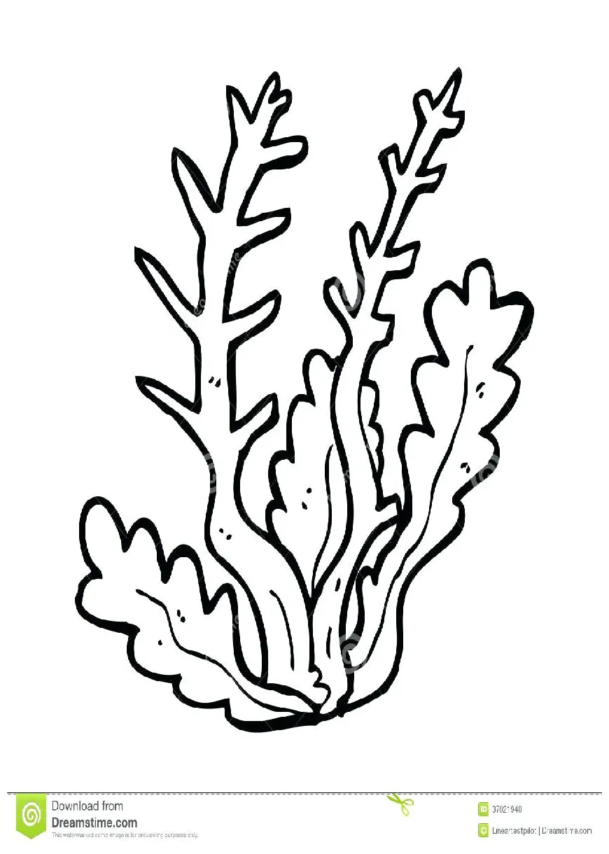 Kelp coloring page at getcolorings free printable colorings pages