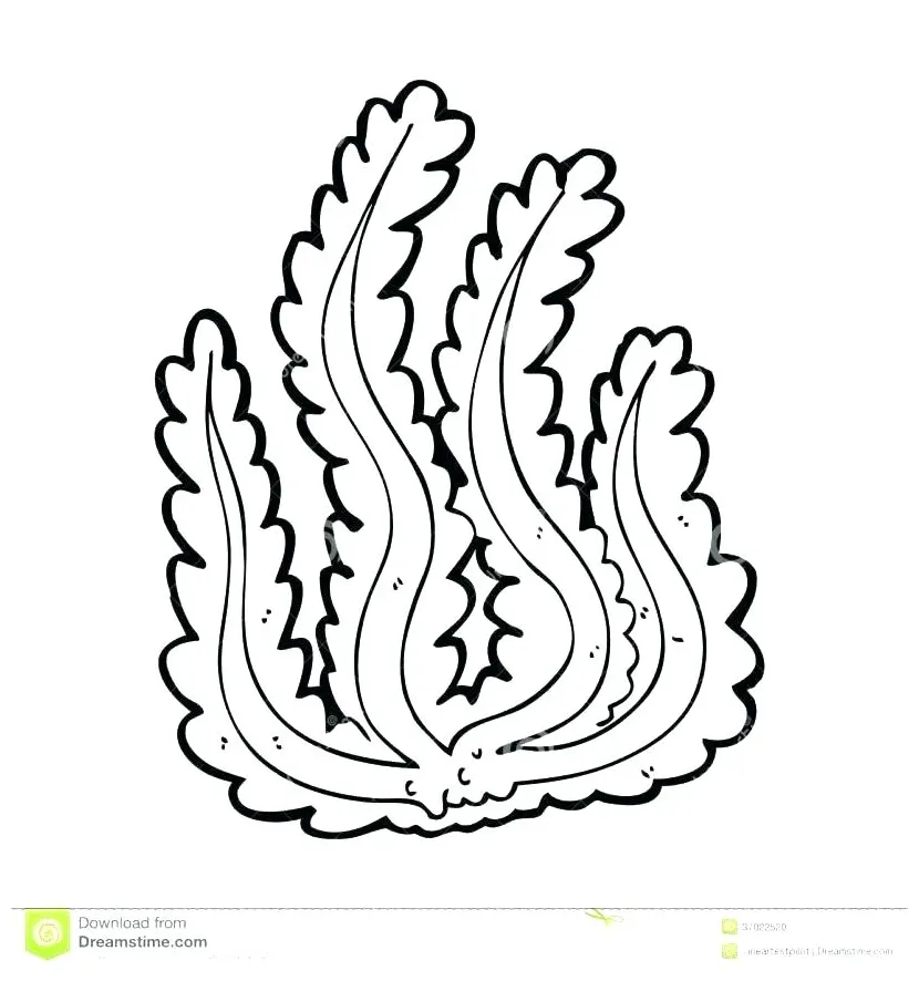 Kelp coloring page at getcolorings free printable colorings pages